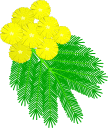 mimosa.gif (7731 byte)